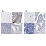 SPATA18 Polyclonal Antibody