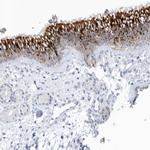 SPATA18 Antibody in Immunohistochemistry (IHC)
