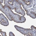 SPATA18 Antibody in Immunohistochemistry (IHC)