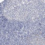 SPATA18 Antibody in Immunohistochemistry (IHC)