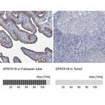 SPATA18 Antibody