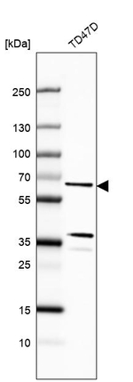 CWF19L1 Antibody in Western Blot (WB)