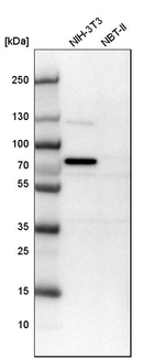 CWF19L1 Antibody in Western Blot (WB)