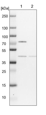 COPS4 Antibody in Western Blot (WB)