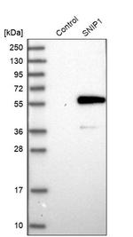 SNIP1 Antibody in Western Blot (WB)