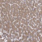 ZC3H12D Antibody in Immunohistochemistry (Paraffin) (IHC (P))