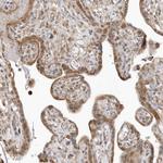 PSMD6 Antibody in Immunohistochemistry (Paraffin) (IHC (P))