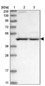 PSMD6 Antibody in Western Blot (WB)