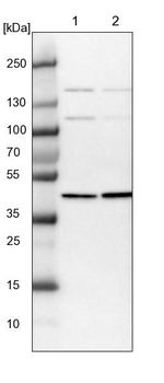 PSMD6 Antibody in Western Blot (WB)