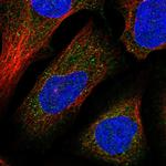 DNAJC13 Polyclonal Antibody