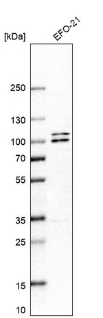 OPA1 Antibody in Western Blot (WB)