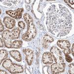 OPA1 Antibody in Immunohistochemistry (IHC)