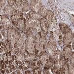 TRNT1 Antibody in Immunohistochemistry (Paraffin) (IHC (P))
