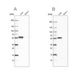 PCCB Antibody in Western Blot (WB)