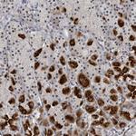 DNMT2 Antibody in Immunohistochemistry (Paraffin) (IHC (P))