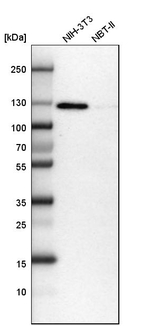 RAI14 Antibody in Western Blot (WB)