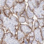 SLC5A6 Antibody in Immunohistochemistry (Paraffin) (IHC (P))