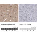 SRGAP3 Antibody in Immunohistochemistry (IHC)