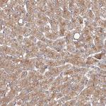 GRINA Antibody in Immunohistochemistry (Paraffin) (IHC (P))