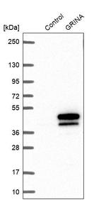 GRINA Antibody in Western Blot (WB)