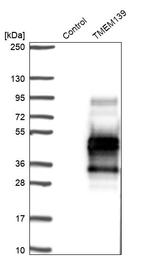 TMEM139 Antibody in Western Blot (WB)