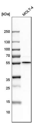 GRSF1 Antibody in Western Blot (WB)