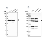 GRSF1 Antibody in Western Blot (WB)