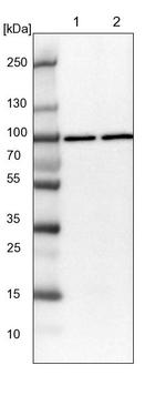 QARS Antibody in Western Blot (WB)