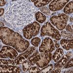 ABHD10 Antibody in Immunohistochemistry (Paraffin) (IHC (P))