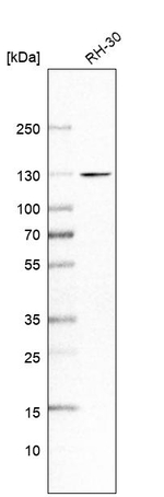 UBE1L2 Antibody in Western Blot (WB)