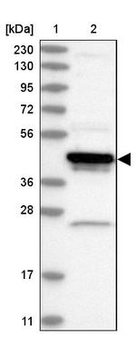 Arfaptin 1 Antibody in Western Blot (WB)