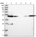 WDR37 Antibody in Western Blot (WB)