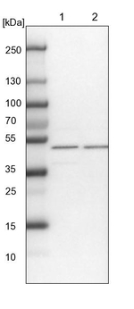WDR37 Antibody in Western Blot (WB)