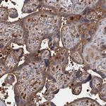 ARL13A Antibody in Immunohistochemistry (Paraffin) (IHC (P))