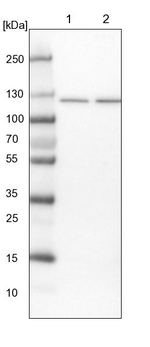 SKIV2L2 Antibody in Western Blot (WB)