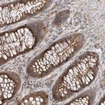 MYL5 Antibody in Immunohistochemistry (Paraffin) (IHC (P))