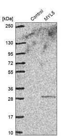 MYL5 Antibody in Western Blot (WB)