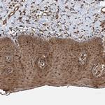 Gemin 5 Antibody in Immunohistochemistry (Paraffin) (IHC (P))