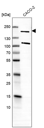 Gemin 5 Antibody in Western Blot (WB)