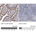 SNX7 Antibody