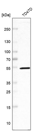 PCYOX1L Antibody in Western Blot (WB)