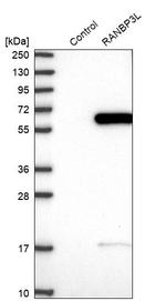 RANBP3L Antibody in Western Blot (WB)