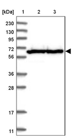 TMCO6 Antibody in Western Blot (WB)