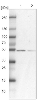 RBM17 Antibody in Western Blot (WB)