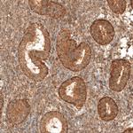 MICU1 Polyclonal Antibody