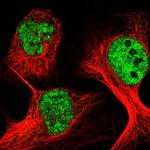 WDR27 Antibody in Immunocytochemistry (ICC/IF)