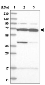 WDR27 Antibody in Western Blot (WB)