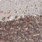 WDR27 Antibody in Immunohistochemistry (IHC)