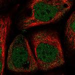 WDR27 Polyclonal Antibody