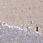 WDR27 Antibody in Immunohistochemistry (Paraffin) (IHC (P))